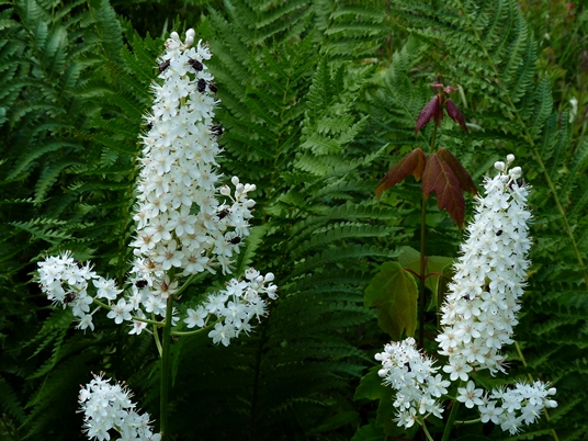 {Stenanthium leimanthoides}